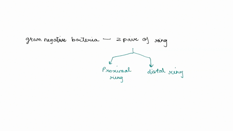 which-structures-listed-below-are-used-to-attach-flagella-to-gram-megativh-bacteria-a-pair-of-rings-associated-with-the-peptidoglycan-and-lipopollysaccharide-layers-b-shaft-embedded-in-the-p-90048
