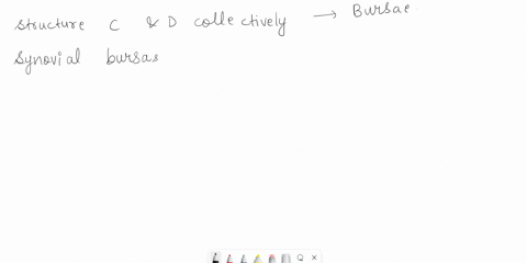 b-c-d-structures-c-and-d-collectively-form-which-of-the-following-oligament-oarticular-capsule-bursae-synovial-membrane-submit-request-answer-42554