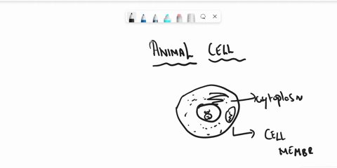 the-plasma-membrane-of-animal-cells-is-made-of-a-protective-_________-bilayer-that-lets-only-certain-substances-in-and-out-of-the-cell-protein-glucose-phospholipid-cellulose-36684