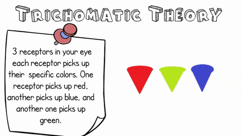 what-are-the-main-principles-of-trichromatic-theory-how-does-this-theory-explain-color-vision-and-co-28883