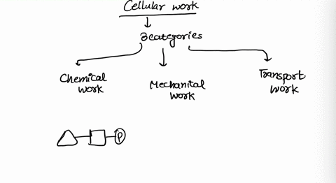 what-are-the-main-types-of-cellular-work-how-does-atp-provide-the-energy-for-this-work-2-52005