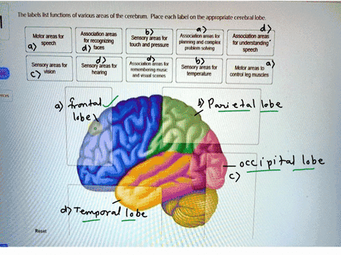 the-labels-list-functions-of-various-areas-of-the-cerebrum-place-each-label-on-the-appropriate-cerebral-lobe-motor-areas-for-speech-association-areas-for-recognizing-faces-sensory-areasfor-t-86063