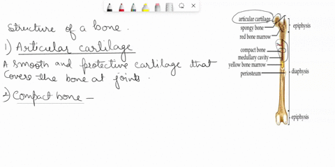 terms-articular-cartilage-compact-bone-epiphyseal-line-periosteum-red-bone-marrow-spongy-bone-yellow-bone-martow-52366