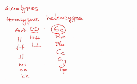 exercise-7-genetla-for-each-genotype-below-indicate-whether-heterozygous-he-homozygous-ho-for-each-of-the-genctypes-below-cetermine-what-phenotypes-would-be-possible-putple-ioxen-erc-doman-w-78481