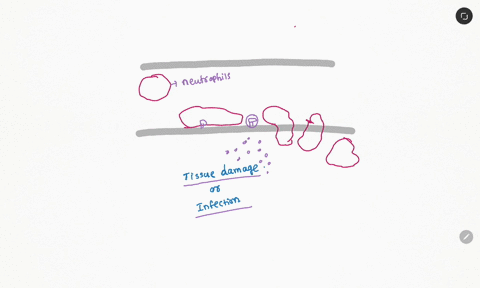 the-process-by-which-neutrophils-squeeze-through-capillary-walls-in-response-to-inflammatory-signals-40068