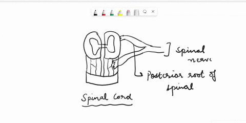 correctly-label-the-following-anatomical-features-of-the-spinal-cord-lateral-funiculus-posterior-root-of-spinal-nerve-posterior-funiculus-posterior-horn-anterior-median-fissure-spinal-nerve-13256