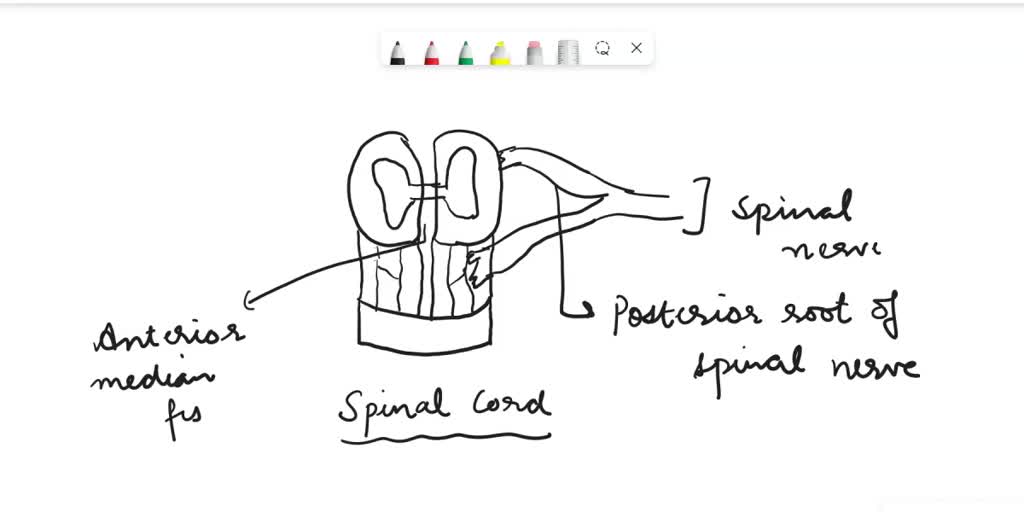 SOLVED: Correctly label the following anatomical features of the spinal
