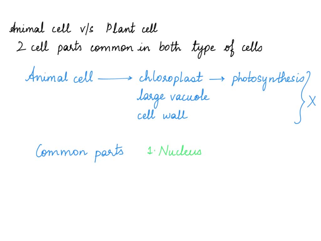SOLVED: An animal cell (left) and the plant cell (right) is shown . What two  cell parts are most likely found in both types of cells