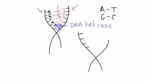 step-1-review-the-imaginary-strand-of-dna-below-note-the-complementary-base-pairs-a-g-c-a-a-t-c-c-g-t-c-t-t-g-g-t-c-g-t-t-a-g-g-c-a-g-a-a-c-c-step-2-draw-the-dna-strand-separating-down-the-m-68727