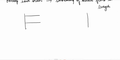 14-explain-how-the-myofilaments-produce-muscle-contraction-cven-though-the-length-of-each-myofilament-does-not-change-what-is-this-contraction-model-called-02584