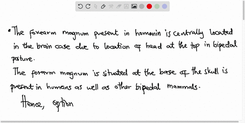 which-of-the-statements-below-is-true-for-hominin-bipedal-walking-group-of-answer-choices-a-the-big-toe-is-divergent-b-the-foramen-magnum-is-off-center-to-the-rear-c-the-vertebra-are-all-the-90424