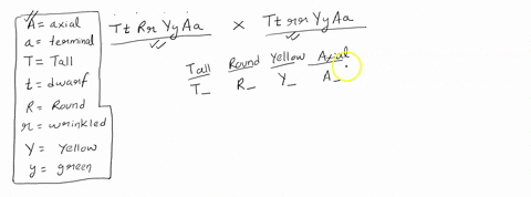 consider-this-cross-of-pea-plants-ttrryyaa-x-ttrryyaa-where-t-tall-t-dwarf-r-round-r-wrinkled-y-yellow-y-green-and-a-axial-a-terminal-what-is-the-probability-to-have-tall-round-yellow-axialp-17506