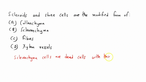sclereids-and-stone-cells-are-the-modified-form-of-a-collenchyma-b-sclerenchyma-c-fibres-d-xylem-vessels-56173