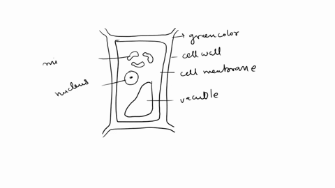 a-student-was-observing-looking-at-a-section-part-of-cells-under-a-microscope-she-noticed-saw-they-had-a-box-like-shape-bean-shaped-organelles-and-were-green-she-also-noticed-saw-a-nucleus-t-48252