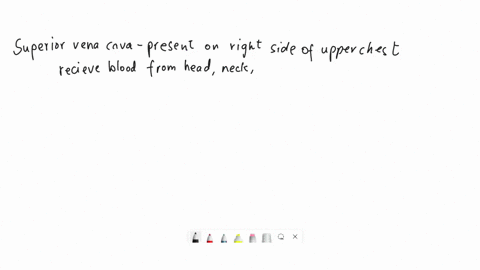 the-superior-vena-cava-is-formed-by-the-merging-of-the-_______-veins-93055