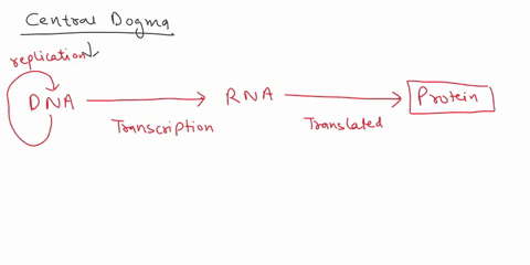 name-molecular-biology-explain-the-central-dogma-what-is-the-relationship-between-genes-and-proteins-where-in-the-eukaryotic-cell-does-transcription-occur-where-in-the-eukaryotic-cell-does-t-41036