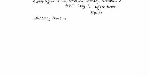name-the-four-major-regions-of-the-brain-and-the-distinct-structures-of-each-from-superficial-to-deep-name-the-layers-that-constitute-the-cranial-meninges-what-is-the-function-of-the-ascendi-99043