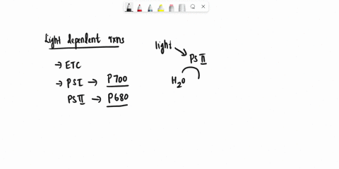 in-light-dependent-reactions-do-high-energy-electron-move-through-the-electron-transport-chain-also-in-light-dependent-reactions-are-atp-and-nadph-used-to-produce-high-energy-sugars-47605