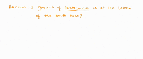 why-do-organisms-like-lactococcus-grow-at-the-bottom-of-the-broth-tube-and-not-spread-throughout-the-broth-tubes-like-the-other-organisms-81322