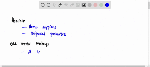 classify-each-of-the-primates-on-the-left-into-its-proper-group-on-the-right-hominin-old-world-monkeys-chimpanzee-homo-sapions-vervet-monkey-from-airica-prosimian-non-hominid-hominoid-nquin-34346