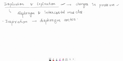 1-how-are-changes-of-the-volume-of-the-thoracic-cavity-converted-into-changes-pressure-in-the-alveoli-during-inspiration-and-expiration-2why-are-total-pulmonary-ventilation-and-alveolar-vent-81092