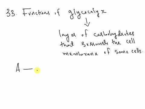 33functions-of-the-glycocalyx-include-all-of-the-following-except-abiofilm-formation-bincreased-virulence-c-source-of-nutrition-dprotection-against-dehydration-e-binary-fission-a-cell-wall-f-57384