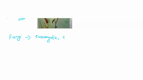 what-phylum-does-this-organism-belong-to-65913