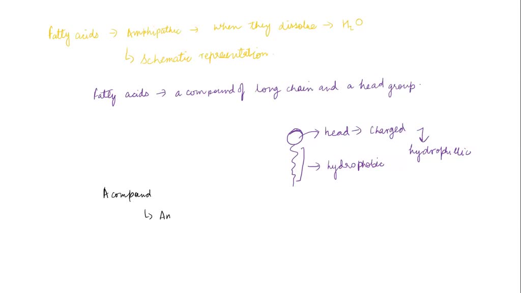 SOLVED Fatty acids are said to be "amphipathic." What is meant by this