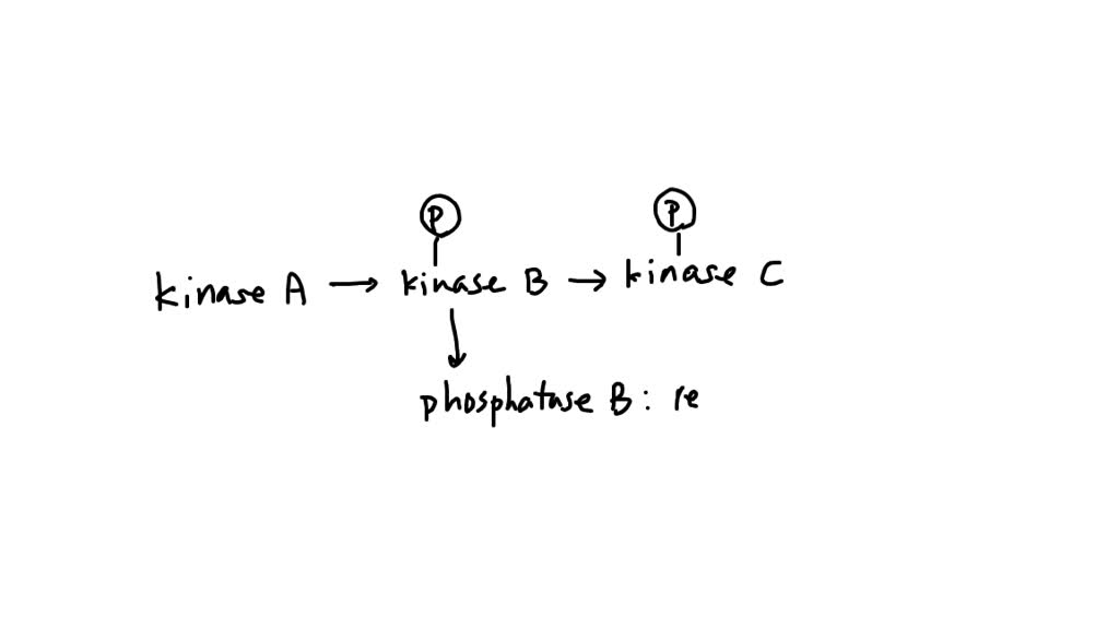 SOLVED: A Signalling Kinase (kinase A) In A Signalling Pathway ...