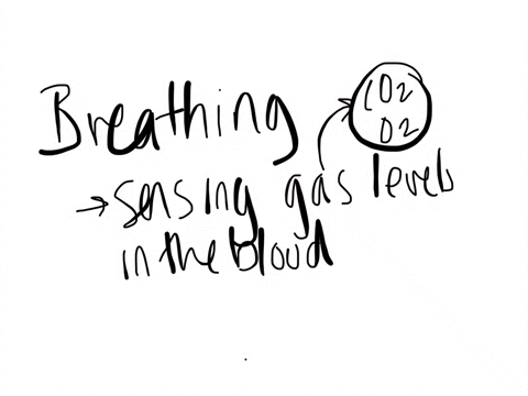 breathing-is-usually-regulated-by-a-the-hormones-b-mathrmco-2-and-mathrmo-2-concentration-and-mathrmph-level-sensors-c-the-concentration-of-red-blood-cells-d-hemoglobin-levels-in-the-blood-e-insulin-l