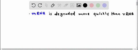 would-you-expect-mrna-or-rrna-to-be-degraded-more-quickly-in-the-cell-why-2-35863