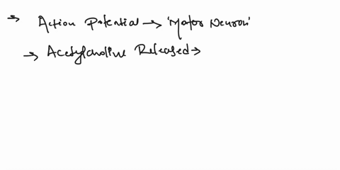 question-423-points-place-the-following-in-the-correct-order-for-the-ap-to-travelfrom-a-motorneuron-to-the-skeletalmuscle-it-innervates-sarcolemma-depolarizes-acetylcholine-binds-to-receptor-17662