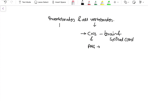 what-are-the-2-nervous-systems-commonly-found-in-organisms-86546