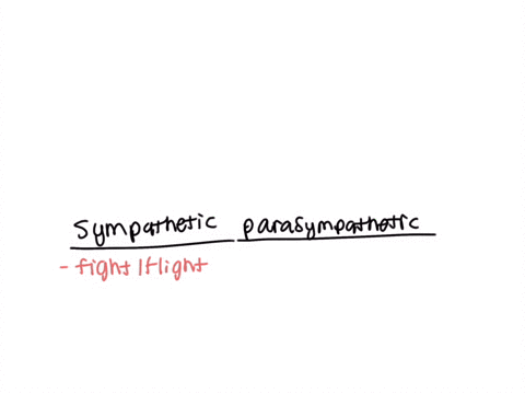 which-portion-of-the-autonomic-nervous-system-is-responsible-for-an-increased-heart-rate-sympathetic-central-enteric-parasympathetic-32315