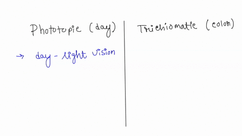 what-are-photopic-day-and-trichiomatic-color-vision-and-which-retinal-cells-are-responsible-for-them-44455
