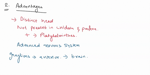 what-0csigu-are-the-have-evolved-advantages-cephalization-what-effect-had-started-ouight-out-cephalization-have-upon-the-nerve-net-organization-of-nervous-system-thal-why-might-a-bilateral-u-81619