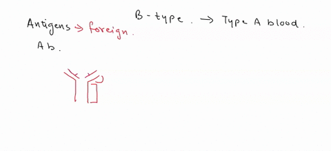explain-the-role-of-antigens-and-antibodies-in-blood-typing-what-would-happen-if-a-type-b-person-was-given-a-transfusion-of-type-a-blood-why-what-if-they-were-given-a-transfusion-of-type-o-b-13216