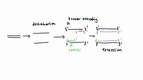 a-researcher-starts-a-pcr-reaction-with-one-molecule-of-chromosome-1-and-an-excess-of-primers-that-amplify-a-400-bp-pcr-product-from-chromosome-1-use-the-drawing-described-below-and-words-to-46135