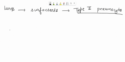 in-the-lungs-surfactant-is-secreted-by-____-cells-91302