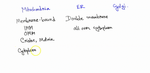 compare-the-structure-and-function-of-mitochondria-with-the-endoplasmic-reticulum-er-and-golgi-apparatus-05154