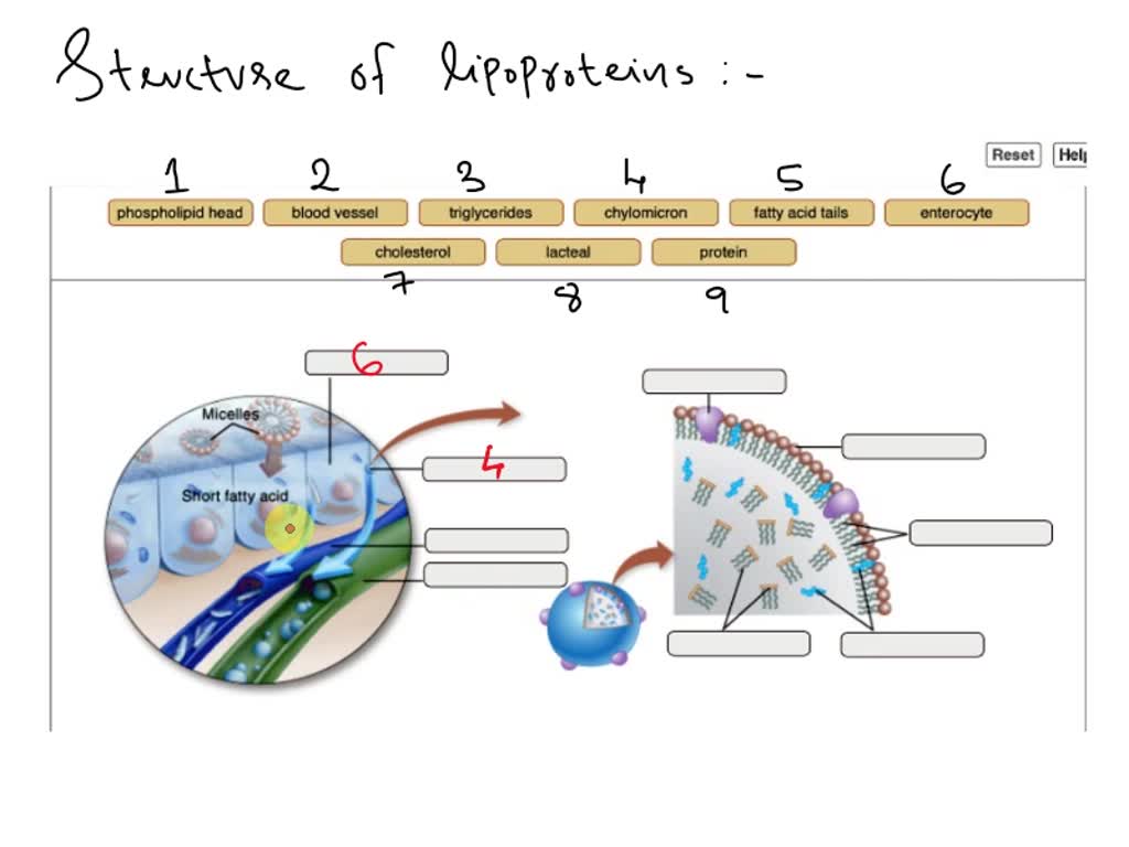 Solved now you will consider the composition of lipoproteins