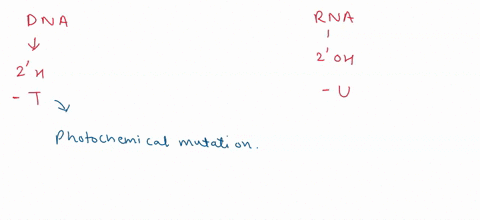 why-does-dna-contain-thymine-while-rna-contain-uracil-49302