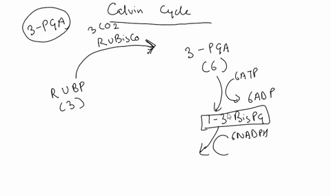 most-3-phosphoglycerate-produced-by-the-calvin-cycle-goes-to-reforming-atp-b-reforming-ribulose-15-bisphosphate-forming-lipids-amino-acids-forming-reforming-nadph-4-2-points-question-molecul-48885