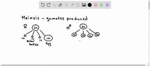 which-of-the-statements-is-true-about-gamete-formation-in-mammals-in-female-gamete-formation-the-polar-bodies-formed-during-meiosis-can-be-fertilized-by-sperm_-in-female-gamete-formation-the-98593