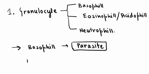 basophils-eosinophils-and-neutrophils-all-belong-to-the-category-of-granulocytes-basophils-specialize-in-dealing-with-a-type-of-pathogen-called-eosinophils-for-and-neutrophils-for-mast-cells-00665