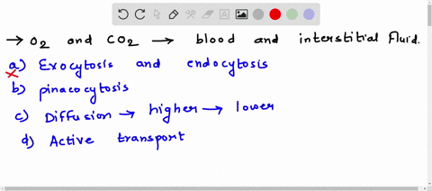 oxygen-and-carbon-dioxide-are-transported-between-the-blood-and-interstitial-fluid-by-way-of-87627