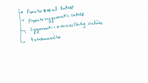 human-skull-rear-view-occipital-bone-parietal-bones-sagittal-suture-lambdoidal-suture-occipital-protuberance-humau-skull-bottom-view-foramen-magnum-maxilla-zygomatic-temporal-arch-teeth-37052