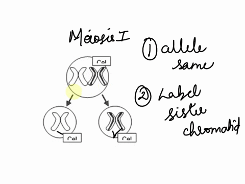 meiosis-meiosis-different-from-mitosis-because-homologous-chromosomes-line-up-next-each-other-and-ihen-the-twro-homologous-chromosomes-separate-as-shown-below-this-produces-daughter-cells-wi-49934