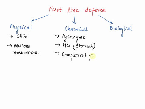 select-the-components-that-comprise-the-first-line-defense-mechanisms-check-all-that-apply-check-all-that-apply-physical-barriers-complement-chemical-detenses-such-as-lysozyme-and-hci-inllam-38223
