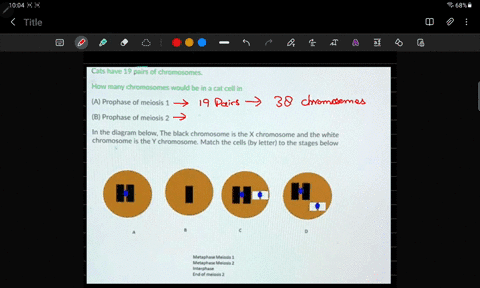 cats-have-19-pairs-of-chromosomes-how-many-chromosomes-would-be-in-a-cat-cell-in-a-prophase-of-meiosis-b-prophase-of-meiosis-2-in-the-diagram-below-the-black-chromosome-is-the-x-chromosome-a-24685